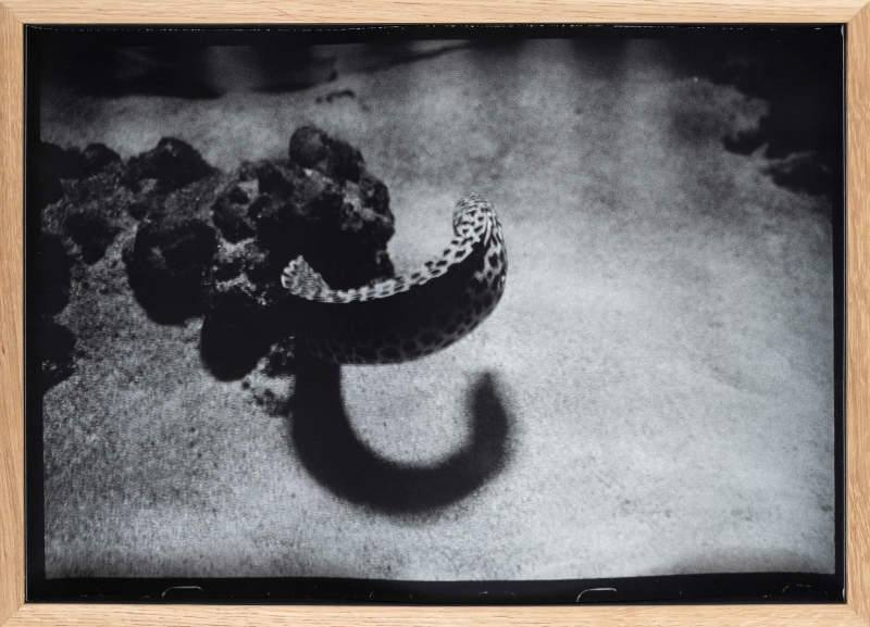 Antigone's eyes, 2009-2018, stampa su carta baryta, cm 39 x 54.
